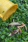 Realization of a slug trap with melon peels, summer, Moselle, France
