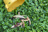 Realization of a slug trap with melon peels, summer, Moselle, France