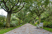 Alley lined with Japanese cherry trees at Valloires Abbey Gardens, autumn, Somme, France