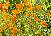 Cosmos sulphureus 'Diablo'
