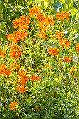 Cosmos sulphureus 'Diablo'