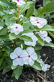 Catharanthus roseus 'Vitesse Peppermint'