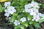 Catharanthus roseus 'Vitesse Peppermint'