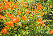 Cosmos sulphureus 'Diablo'