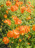 Cosmos sulphureus 'Diablo', flowers
