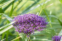 Trachelium caeruleum 'Passion Purple'