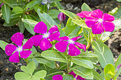 Catharanthus roseus 'Vitesse Raspberry'