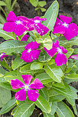 Catharanthus roseus 'Vitesse Raspberry'