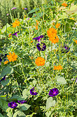 Cosmos sulphureus 'Diablo', Ipomoea purpurea 'Grand' Pa Ott'