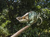 Parson's chameleon (Calumma parsonii), on branch, rainforest, eastern Madagascar, Madagascar, Africa