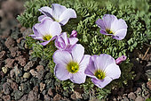 Chili Sorrel (Oxalis adenophylla) flowers, Patagonia, Argentina