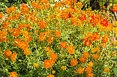 Cosmos sulphureus 'Diablo'