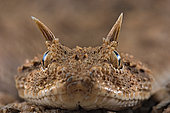 Horned viper (Cerastes cerastes).