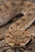 Horned viper (Cerastes cerastes).