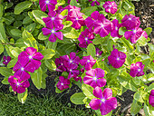 Catharanthus roseus 'Vitesse Raspberry'