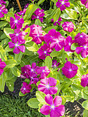 Catharanthus roseus 'Vitesse Raspberry'