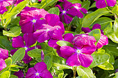 Catharanthus roseus 'Vitesse Raspberry'