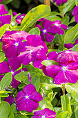 Catharanthus roseus 'Vitesse Raspberry'