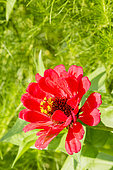 Zinnia elegans 'Super Yoga'