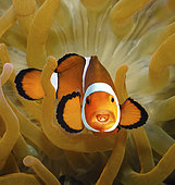 Tongue-eating louse, Cymothoa exigua. Attached to the tong of a Clownfish, Amphiprion ocellaris. It's a parasitic isopod that enters fish through the gills, and then attaches itself to the fish's tongue. The female attaches to the tongue and the male attaches on the gill arches beneath and behind the female. The parasite severs the blood vessels in the fish's tongue, causing the tongue to fall off. It then attaches itself to the stub of what was once its tongue and becomes the fish's new tongue. Once the parasite replaces the fish tongue begins to feed on the host's blood. Indonesia. Composite image