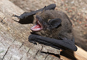 Nathusius' Pipistrelle (Pipistrellus nathusii) found in a pile of woods Regional Natural Park of Northern Vosges, France