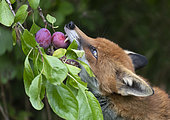 Red fox (Vulpes vulpes) taking a plum from a tree, England