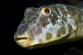 Isopod belonging to the Cymothoidae family. Parasite. Sea lice on bandtail puffer (Sphoeroides spengleri). Marine invertebrates of the Canary Islands.