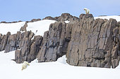 Polar bear (Ursus maritimus) male and female on rock, Spitsbergen, Svalbard.