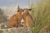 Caracal (Caracal caracal) two cubs huggle together, Castile-La Mancha, Spain