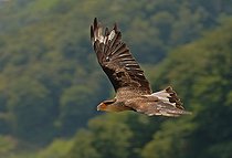 Southern Crested Caracara (Caracara plancus), South Tyrol, Italy