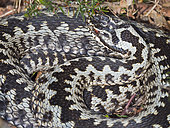 Adder (Vipera berus) male on heath North Norfolk early spring