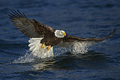 Bald Eagle (Haliaeetus leucocephalus) hunting, Alaska, USA