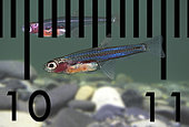 Paedocypris progenetica. Photographed in aquarium with a milimetric scale to show the diminutive size of the fish. It's a fish endemic to the Indonesian islands of Sumatra and Bintan where it is found in peat swamps and blackwater streams. It is the smallest known fish in the world, with females reaching a maximum standard length of 10.3 mm and males 9.8 mm. A female measuring only 7.9 mm was the smallest known mature specimen. It held the record for the smallest known vertebrate until the frog Paedophryne amauensis was formally described in January 2012. The fish, a member of the carp family, has a partially see-through body and a reduced head skeleton, which leaves the brain completely unprotected by bone. This tiny, translucent fish has the appearance of larvae, possesses some bizarre grasping pelvic fins and lives in dark tea-coloured waters with an acidity of pH3, which is at least 100 times more acidic than rainwater. Those peat swamps have been damaged by large forest fires and they are still being threatened by industries such as logging and agriculture. As a result several populations of Paedocypris have already been lost. France