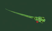 Human tumor cells, colored red, growing in zebrafish (Danio rerio) embryo. Scientists inserted human cancer cells into zebrafish embryos and allowed them to grow for several days. Then added chemotherapy to the fishes’ water and found that some of the tumors shrank and others didn’t. The use of human oncogenes, often in conjunction with fluorescent reporters to aid the monitoring of tumor initiation and progression, and the isolation and in vivo imaging of cancer cells, demonstrated the cross-species ability of oncogenes to transform zebrafish cells. Similar cancer experiments have been made with mice, but the zebrafish approach may be faster and cheaper, making it accessible for more patients. Cancer research. France