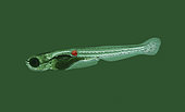 Human tumor cells, colored red, growing in zebrafish (Danio rerio) embryo. Scientists inserted human cancer cells into zebrafish embryos and allowed them to grow for several days. Then added chemotherapy to the fishes’ water and found that some of the tumors shrank and others didn’t. The use of human oncogenes, often in conjunction with fluorescent reporters to aid the monitoring of tumor initiation and progression, and the isolation and in vivo imaging of cancer cells, demonstrated the cross-species ability of oncogenes to transform zebrafish cells. Similar cancer experiments have been made with mice, but the zebrafish approach may be faster and cheaper, making it accessible for more patients. Cancer research. France