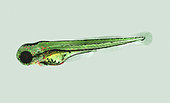Zebrafish (Danio rerio), used on cancer research. The use of human oncogenes, often in conjunction with fluorescent reporters to aid the monitoring of tumor initiation and progression, and the isolation and in vivo imaging of cancer cells, demonstrated the cross-species ability of oncogenes to transform zebrafish cells. Similar cancer experiments have been made with mice, but the zebrafish approach may be faster and cheaper, making it accessible for more patients. Cancer research. France
