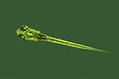 Newborn Zebrafish (Danio rerio). Zebrafish are used to identify a new gene responsible for promoting melanoma on humans. Melanocytes, the same cells that are are responsible for the pigmentation of zebrafish stripes and for human skin color, are also where melanoma originates. Researchers have now used zebrafish to identify a new gene responsible for promoting melanoma. France