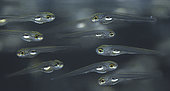 Zebrafish (Danio rerio), fry on aquarium. Since the 1930s, zebra fish have been a model organism for studying human diseases. The fertilized eggs, embryos, and fry are transparent, allowing scientists to easily observe and study topics such as tumor growth, brain tissue development, and blood vessel growth. Portugal