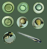 Zebrafish, Danio rerio, fry on aquarium. Since the 1930s, zebra fish have been a model organism for studying human diseases. The fertilized eggs, embryos, and fry are transparent, allowing scientists to easily observe and study topics such as tumor growth, brain tissue development, and blood vessel growth. Portugal