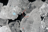 Microplastics on table salt. Polyester microfibres. Tiny fragments and filaments of plastic inside and among cuisine salt crystals photographed with 5x enlargement. The presence of microplastics in the seawater has been revealed as hazardous. Three possible toxic effects of plastic particle have been indicated: first due to the plastic particles themselves, second to the release of persistent organic pollutant (POPs) adsorbed to the plastics and third to the leaching of additives of the plastics. We are eating plastic particles every day indirectly by ingesting contaminated marine animals and directly through the cooking salt with which we season the food. Saline salt collected from the west coast of Portugal.