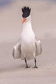 Royal tern (Thalasseus maximus), Courtship ritual, Magdalena Bay (Madelaine Bay), Puerto San Carlos, Baja California Sur, Mexico