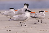 Royal tern (Thalasseus maximus), group on the beach, Magdalena Bay (Madelaine Bay), Puerto San Carlos, Baja California Sur, Mexico