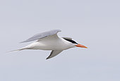 Royal tern (Thalasseus maximus), in flight, Magdalena Bay (Madelaine Bay), Puerto San Carlos, Baja California Sur, Mexico