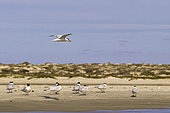 Royal tern (Thalasseus maximus), Courtship ritual, Magdalena Bay (Madelaine Bay), Puerto San Carlos, Baja California Sur, Mexico