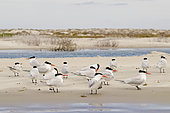 Royal tern (Thalasseus maximus), Courtship ritual, Magdalena Bay (Madelaine Bay), Puerto San Carlos, Baja California Sur, Mexico