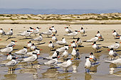Royal tern (Thalasseus maximus), Courtship ritual, Magdalena Bay (Madelaine Bay), Puerto San Carlos, Baja California Sur, Mexico