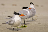 Royal tern (Thalasseus maximus), Courtship ritual, Magdalena Bay (Madelaine Bay), Puerto San Carlos, Baja California Sur, Mexico