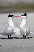 Royal tern (Thalasseus maximus), Courtship ritual, Magdalena Bay (Madelaine Bay), Puerto San Carlos, Baja California Sur, Mexico
