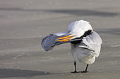 Royal tern (Thalasseus maximus), grooming, Magdalena Bay (Madelaine Bay), Puerto San Carlos, Baja California Sur, Mexico