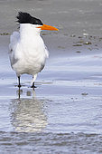 Royal tern (Thalasseus maximus), Courtship ritual, Magdalena Bay (Madelaine Bay), Puerto San Carlos, Baja California Sur, Mexico